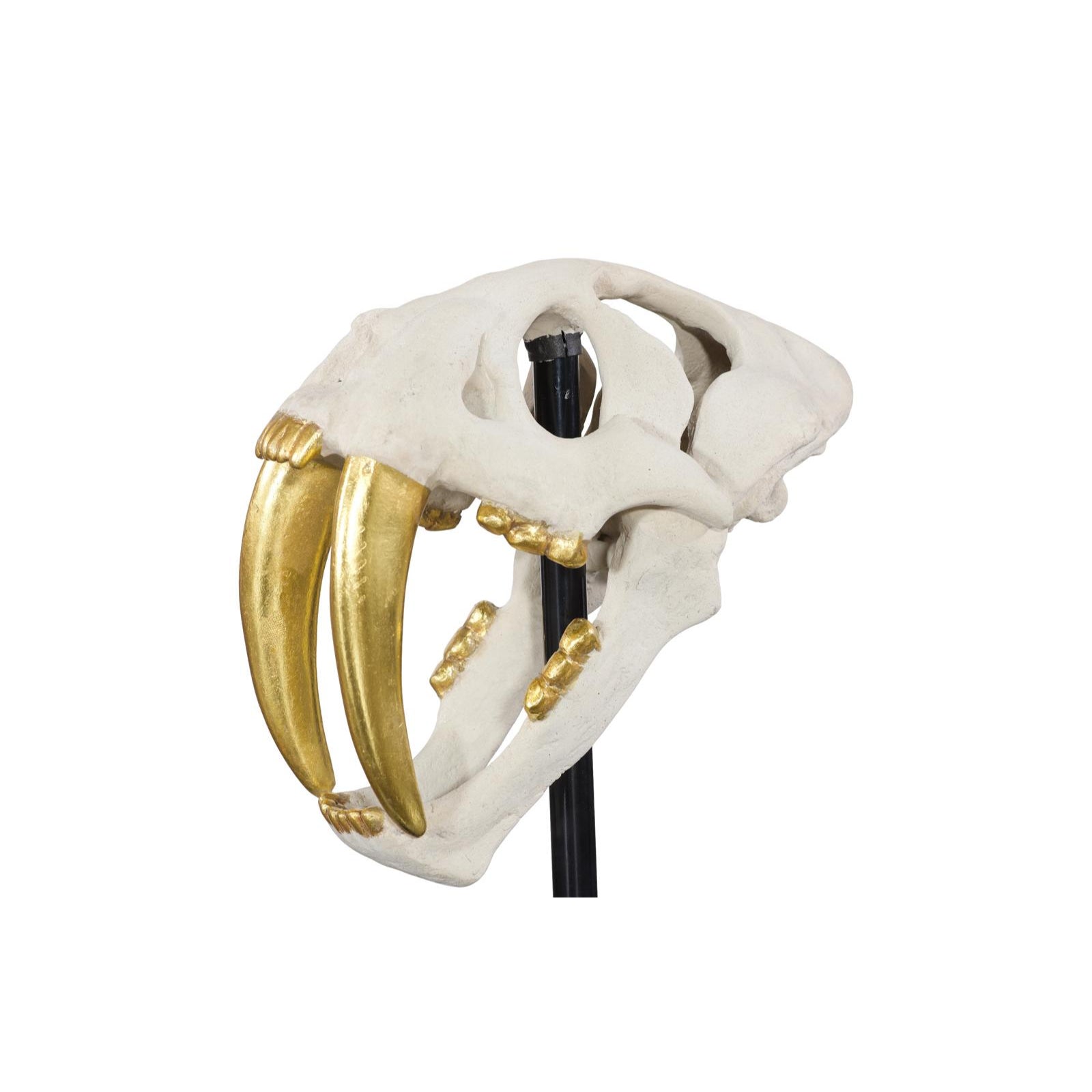 Saber Tooth Tiger Skull