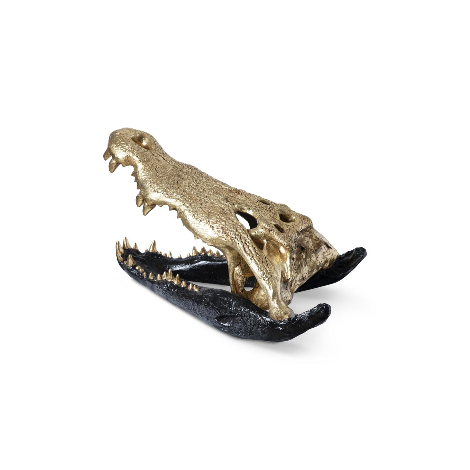 Crocodile Skull