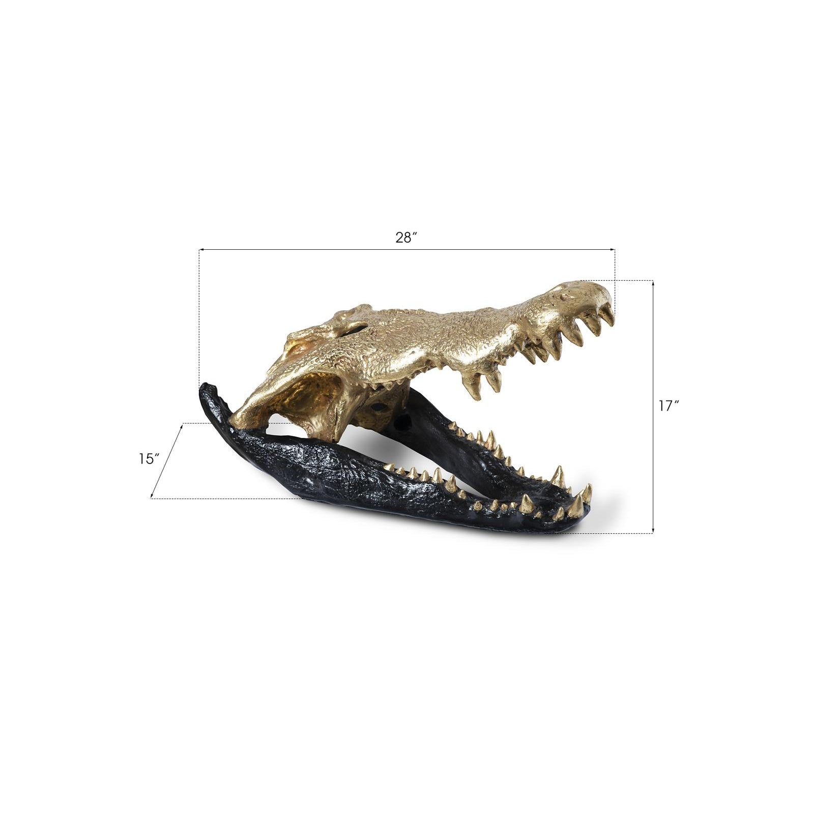 Crocodile Skull