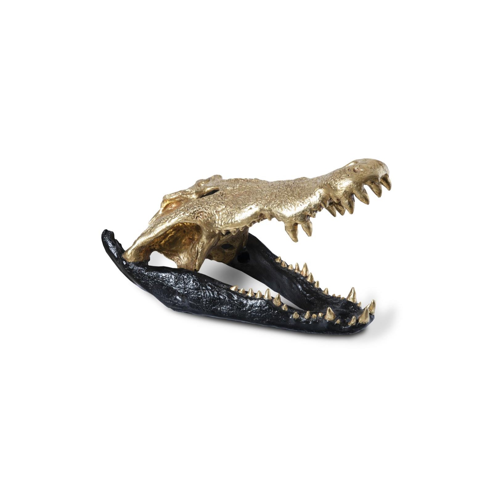 Crocodile Skull