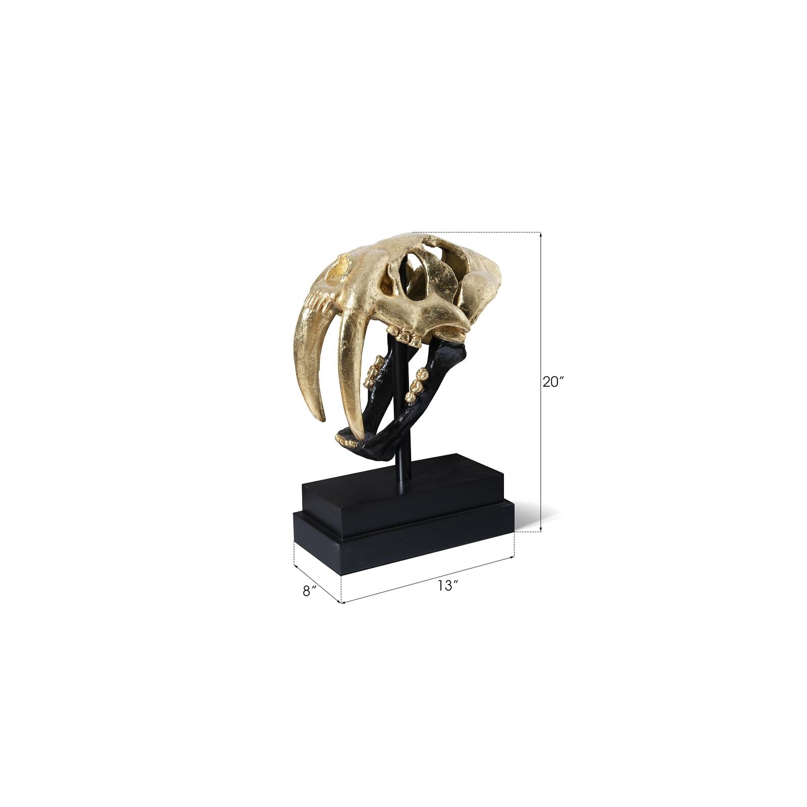 Saber Tooth Tiger Skull