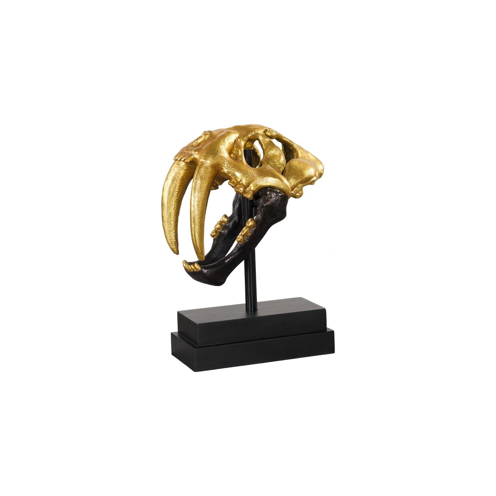 Saber Tooth Tiger Skull