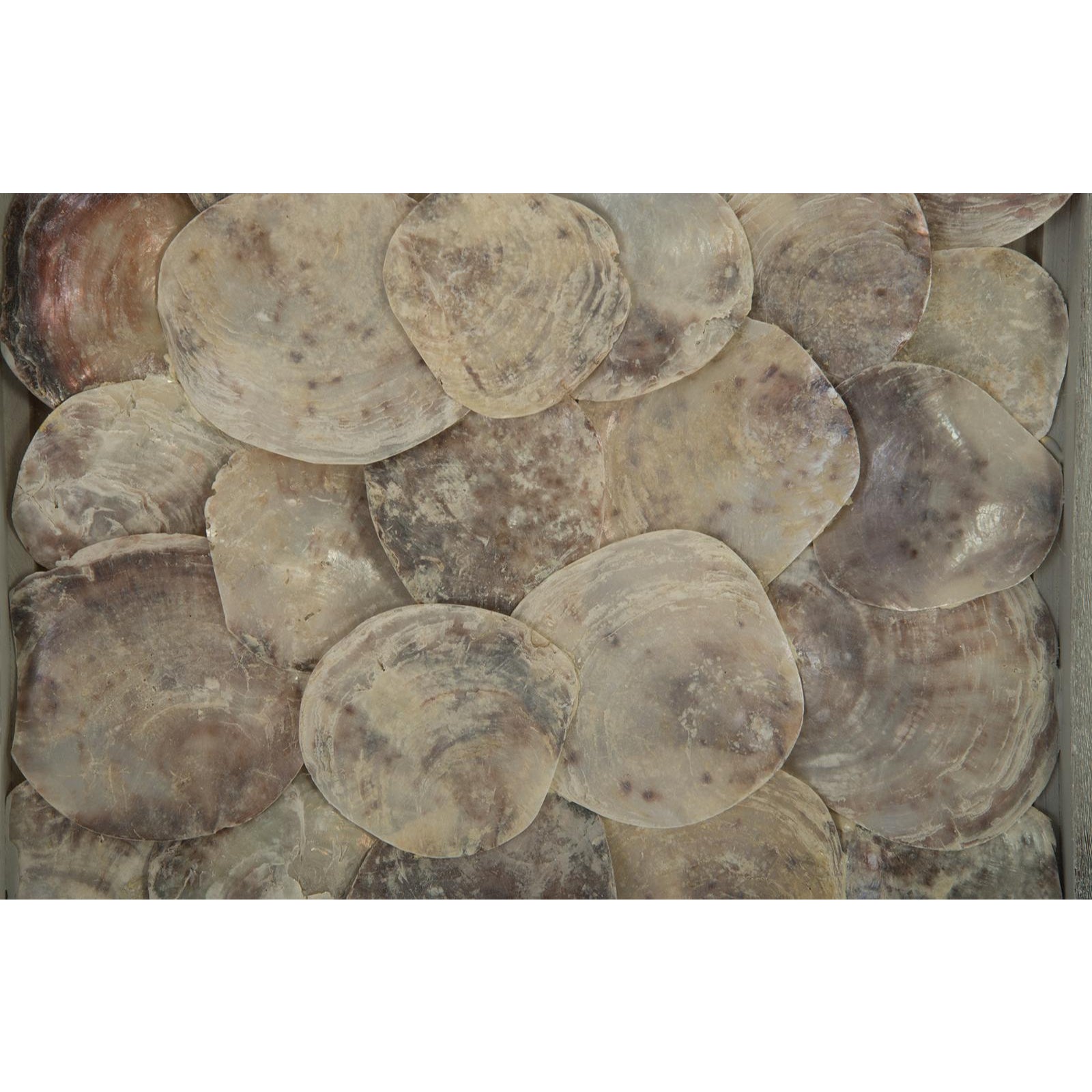 Shell Wall Tile