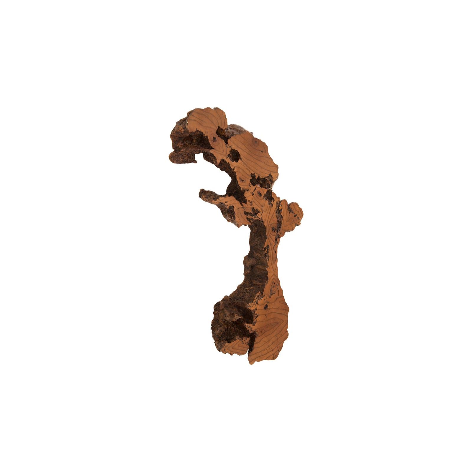 Burled Root Wall Art - Medium