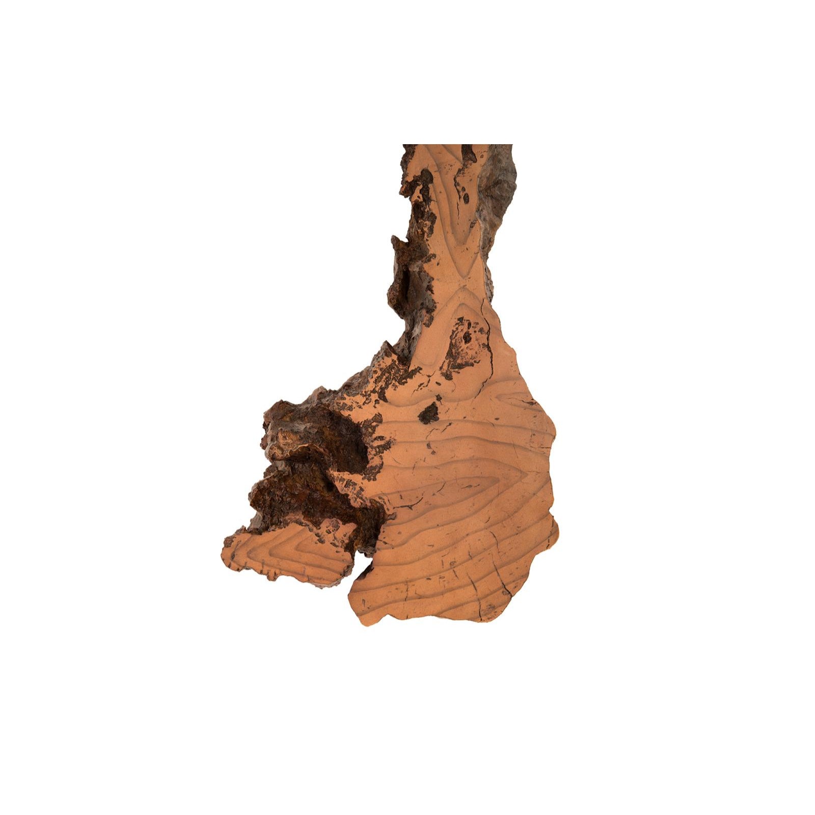 Burled Root Wall Art - Medium