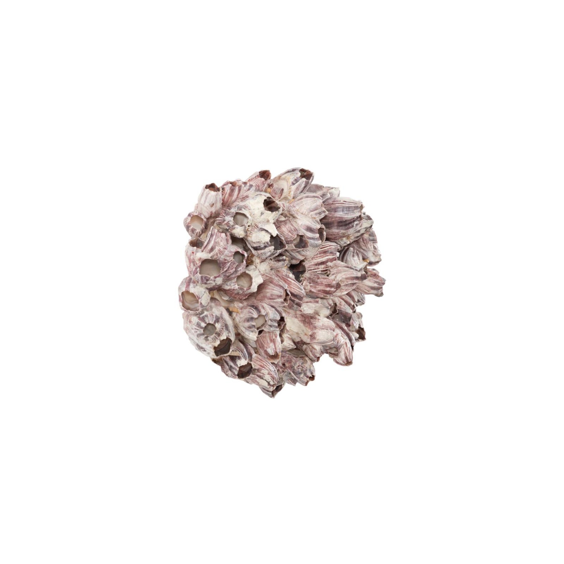 Barnacle Cluster Wall Art