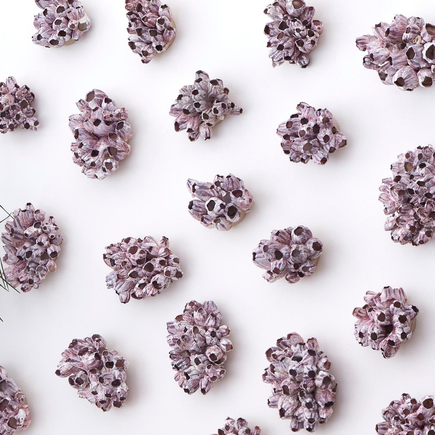 Barnacle Cluster Wall Art
