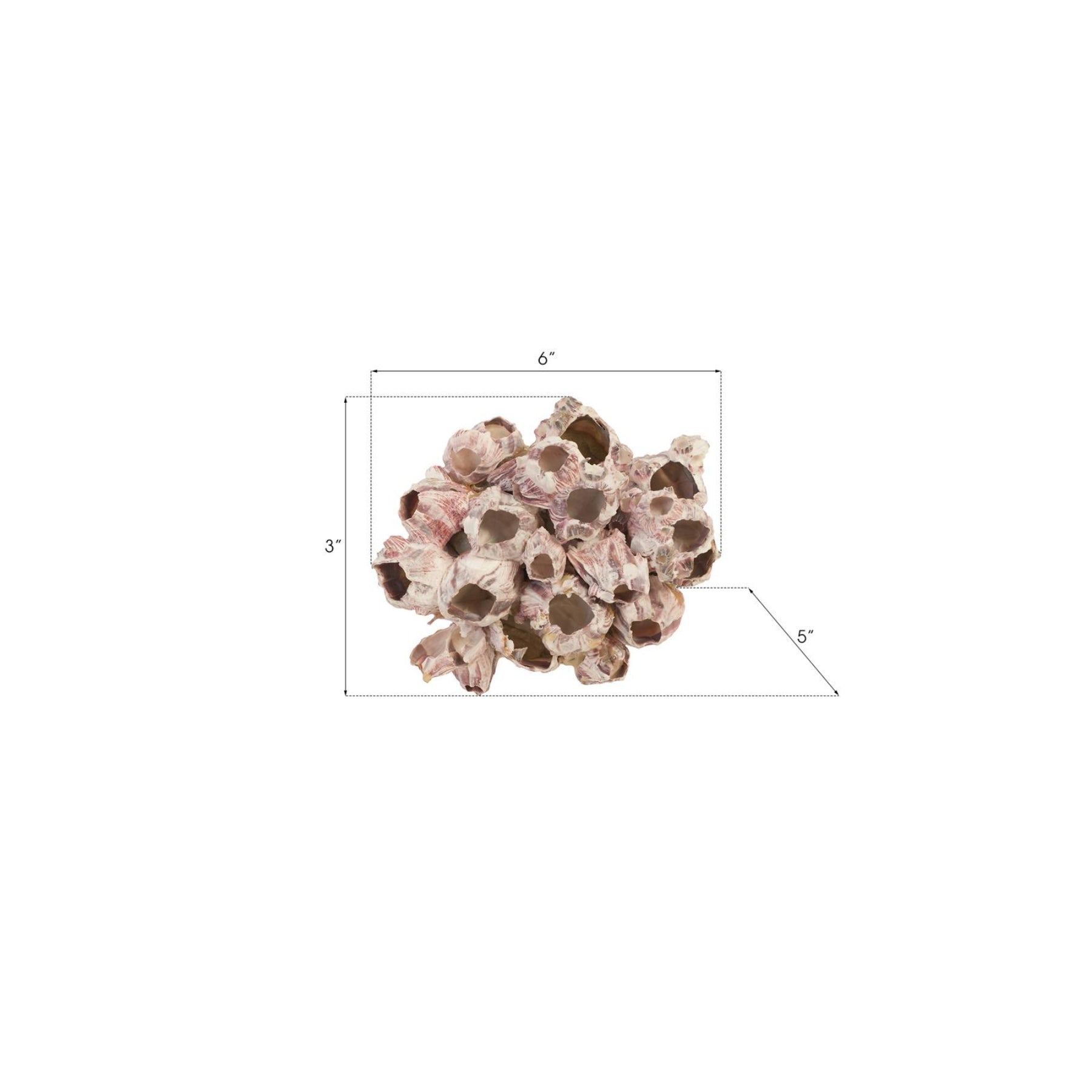 Barnacle Cluster Wall Art