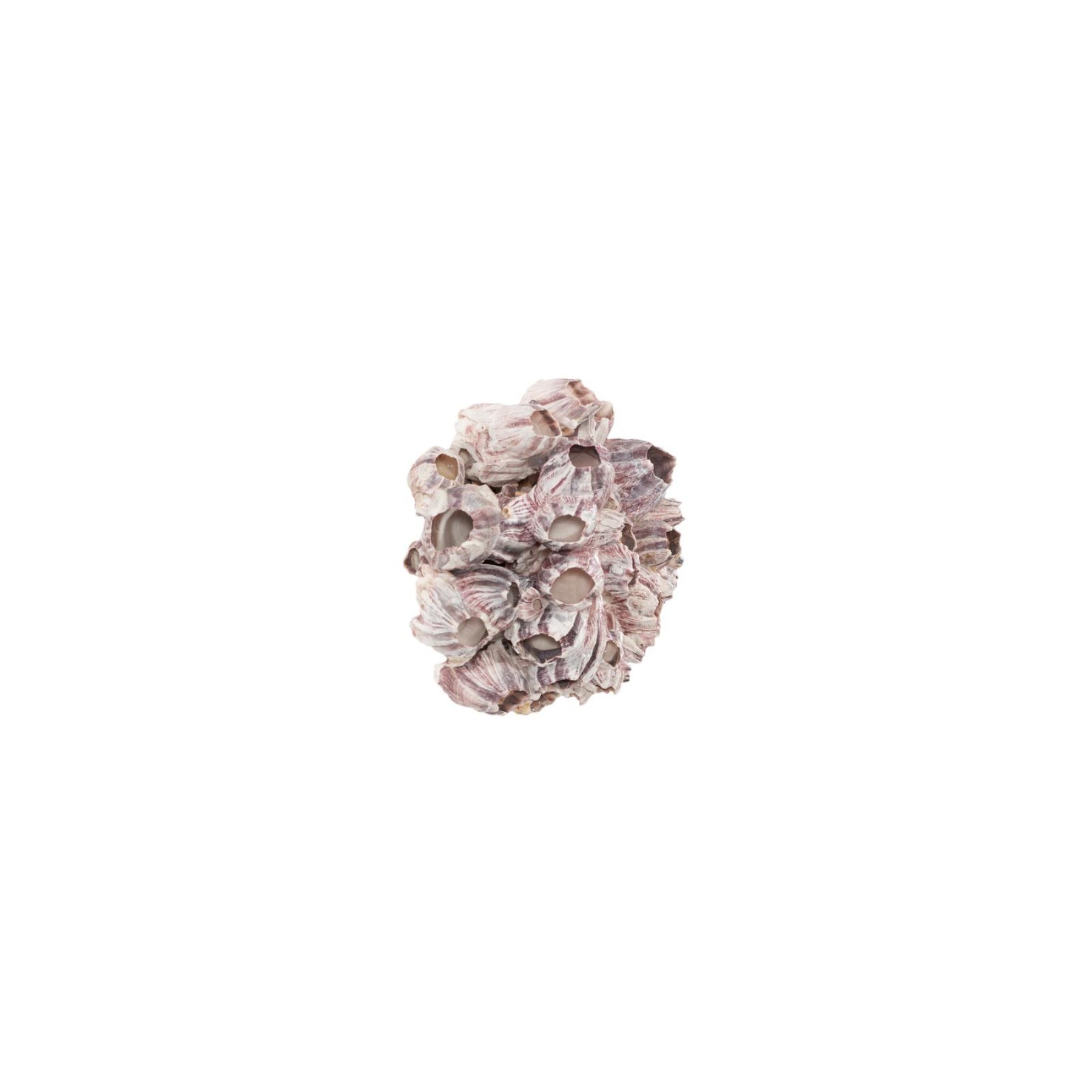 Barnacle Cluster Wall Art