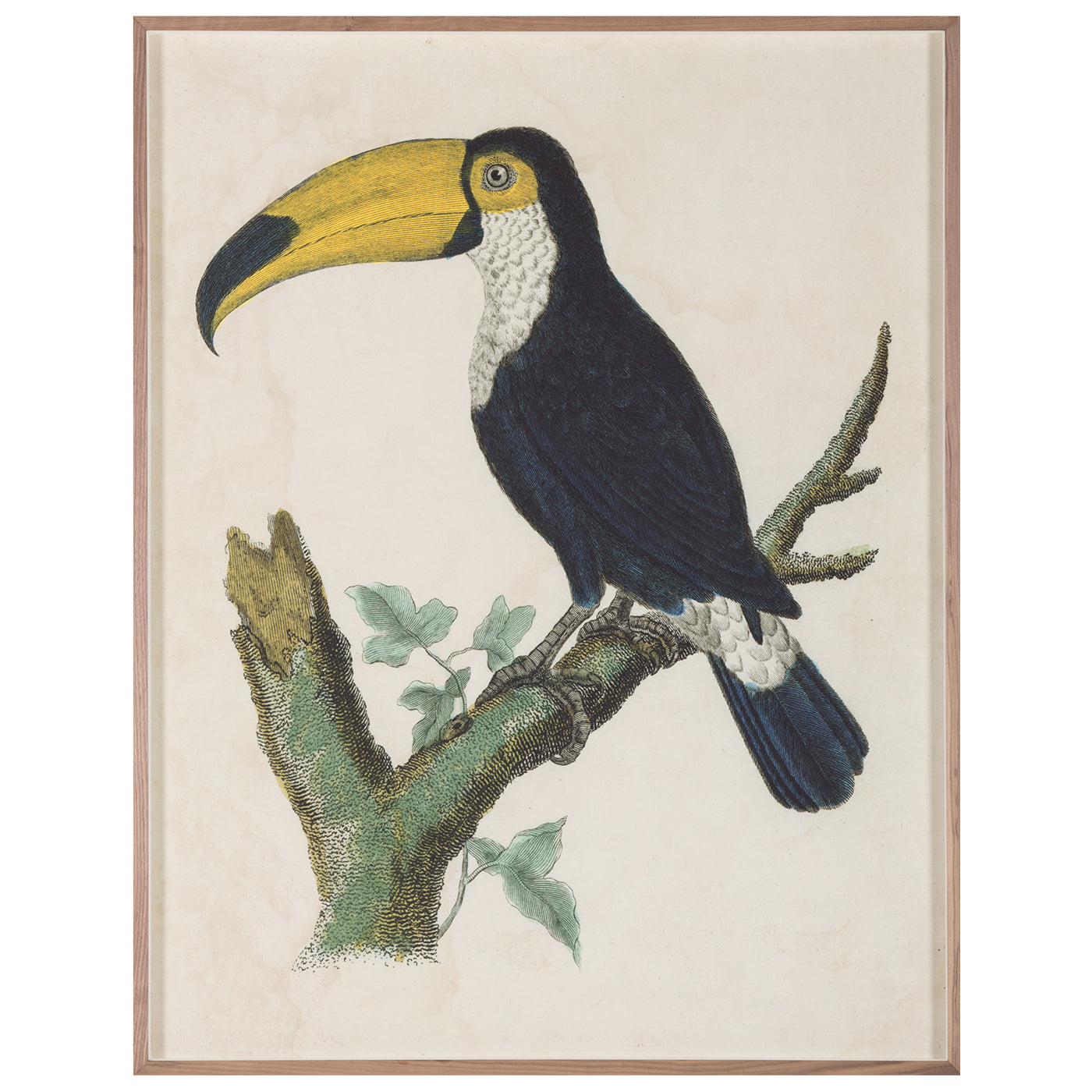 Barraband Toucans 1 Art Studio Jonathan Adler , Black Friday Sale Jonathan Adler Furniture Sale, Old Bones Co, Mid Century Furniture Sale, Four Hands Furniture, Black Friday Sale Barraband Toucans 1,Gus Sale, Perigold Barraband Toucans 1 Art Studio Black Friday Sale , Perigold Sale Barraband Toucans 1,Barraband Toucans 1 Lulu and Georgia, Burke Decor Sale Barraband Toucans 1, www.oldbonesco.com