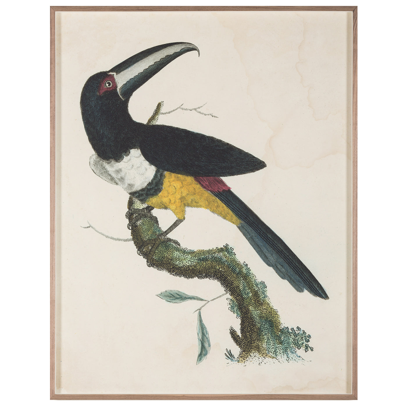 Barraband Toucans 2 Art Studio Jonathan Adler , Black Friday Sale Jonathan Adler Furniture Sale, Old Bones Co, Mid Century Furniture Sale, Four Hands Furniture, Black Friday Sale Barraband Toucans 2,Gus Sale, Perigold Barraband Toucans 2 Art Studio Black Friday Sale , Perigold Sale Barraband Toucans 2,Barraband Toucans 2 Lulu and Georgia, Burke Decor Sale Barraband Toucans 2, www.oldbonesco.com
