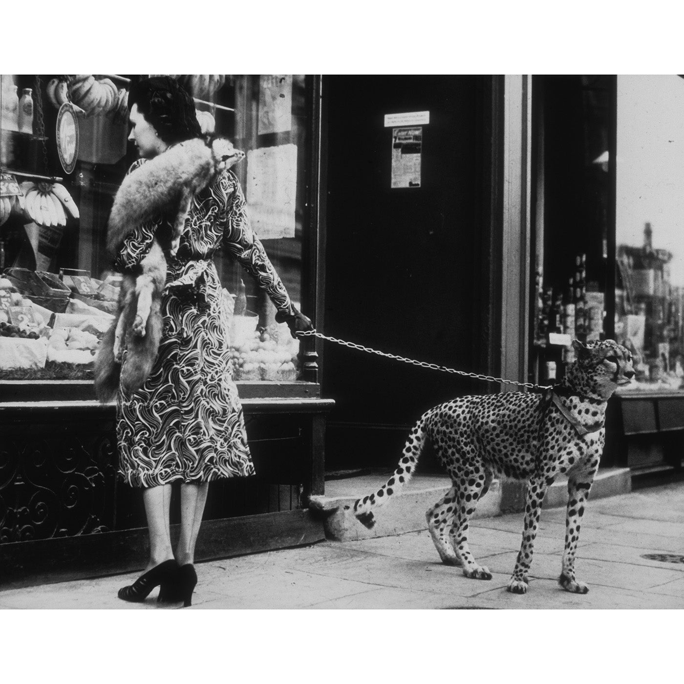 "Cheetah Who Shops" from Getty Images Art Studio Jonathan Adler 16" X 20" , Black Friday Sale Jonathan Adler Furniture Sale, Old Bones Co, Mid Century Furniture Sale, Four Hands Furniture, Black Friday Sale "Cheetah Who Shops" from Getty Images,Gus Sale, Perigold "Cheetah Who Shops" from Getty Images Art Studio Black Friday Sale , Perigold Sale "Cheetah Who Shops" from Getty Images,"Cheetah Who Shops" from Getty Images Lulu and Georgia, Burke Decor Sale "Cheetah Who Shops" from Getty Images, www.oldbonesco.